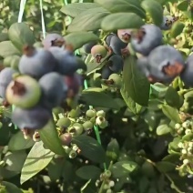 蓝莓