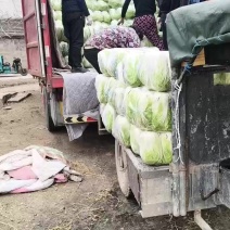 精品大白菜继续走货中