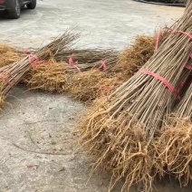 厚皮川黄柏苗