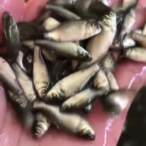 【鲫鱼苗】塘口直供抗病力强生长快中科五号鲫鱼苗