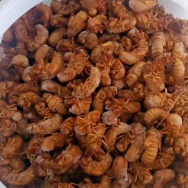 金蝉