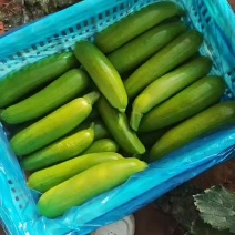 绿皮西葫芦