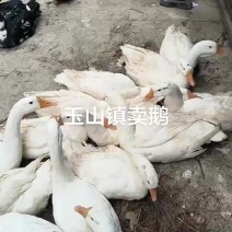 土鸡鸭鹅猪精粮饲养，售卖。
