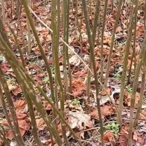 油桐苗1公分以上