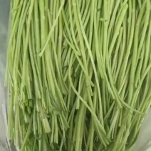 精品芦蒿（藜蒿）
