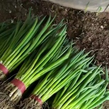 小葱