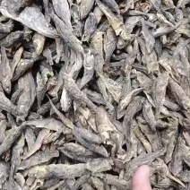 水煮老头鱼，十成干，质量保证非常好