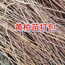 厚皮川黄柏苗打包