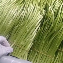 云南精品芦蒿
