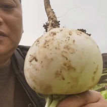 草兜圆萝卜