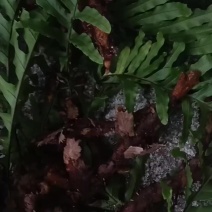 骨碎补
