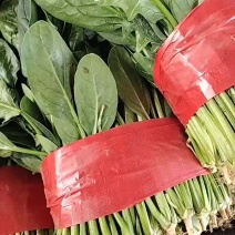 大叶菠菜
