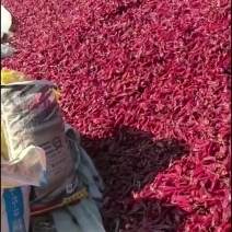 北京红辣椒
