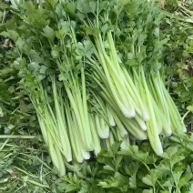精品芹菜几毛钱一斤
