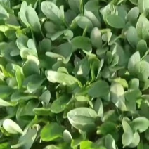 菠菜