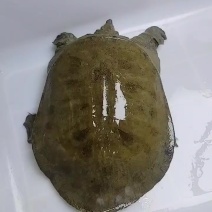 汉寿甲鱼