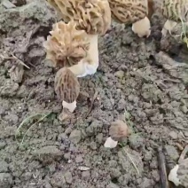 羊肚菌