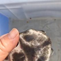 批发零售乌鳖苗黑花甲鱼苗