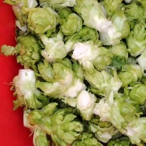 儿菜，儿菜芽