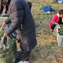 河南趴地菠菜