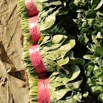 大叶菠菜