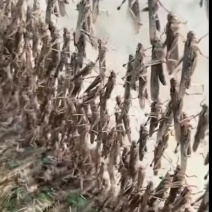 预售活体东亚飞蝗