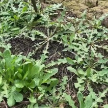 新鲜野菜蒲公英