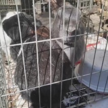 漂亮的大兔子杂交、品种肉兔多色的小兔子公母可分