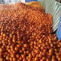 血橙