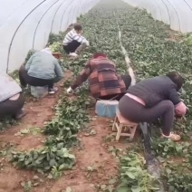 大棚菠菜