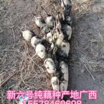 广西莲藕产地直供一手货源欢迎来电