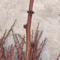 大黄杏接穗