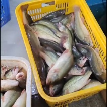 每日活杀加洲鲈鱼