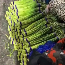苍山精品蒜薹支持实地看货全国一件代发，过年不休假