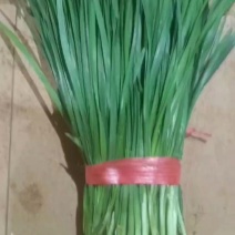 精品大叶韭菜