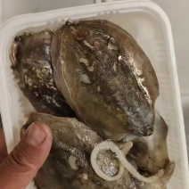 新鲜墨鱼无冰一斤装电商团购年货