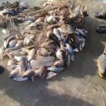 鲫鱼
