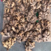 小黄姜