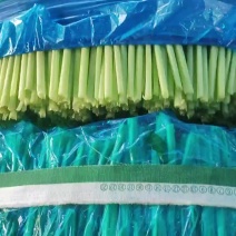 粗梗白杆柳叶通菜，种植基地，全年供应