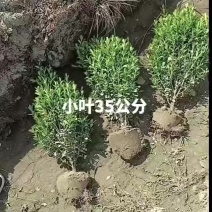 小叶黄杨