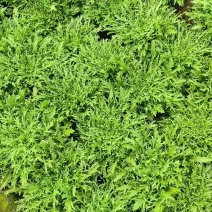 苦菊