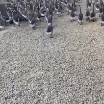 高要养鹅农户直销