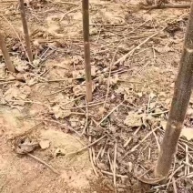绿化树