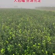 大大冠幅卫矛，货源充足
