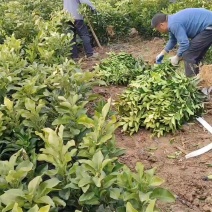 红肉蜜柚苗