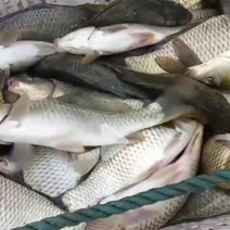 湖南常德鲫鱼鲤鱼翘鱼各种大大小小的鱼