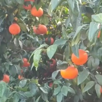 沃柑现对接工厂榨汁厂价格实惠运输便利欢迎电联