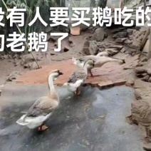 一年多狮头鹅
