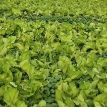 大量出售腌制广州叶芥菜