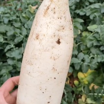 白萝卜